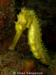 Yellow tiger tail seahorse from koh Bida nai. by Jonas Samuelssn 